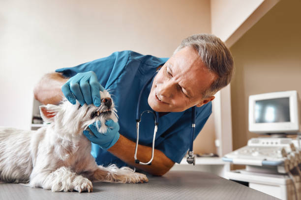 Best Broken or Cracked Tooth Emergency Dentist in Dubois, PA